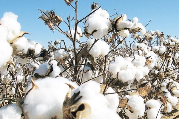 Vải cotton là gì Giá trị của vải cotton trong ngành may mặc đồng phục
